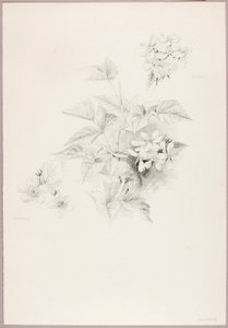 無題（デューベリーとブラックベリー） 作： George Elbert Burr
