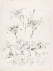 無題（ユリとグラウンドアイビー）（Glecoma Hederacea） 作： George Elbert Burr