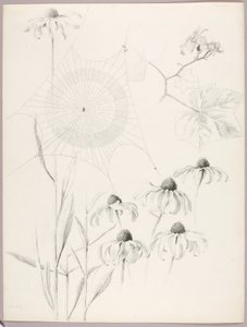 無題（クモの巣とヒナギク） 作： George Elbert Burr
