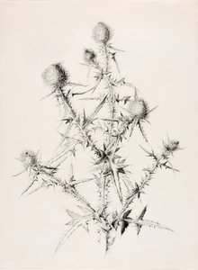 無題（アザミ） 作： George Elbert Burr
