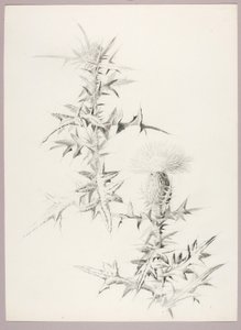 無題（アザミ） 作： George Elbert Burr