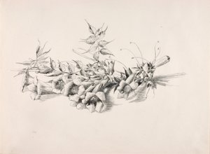 無題（トランペット・ヴァイン、カンプシス・ラディカンス） 作： George Elbert Burr