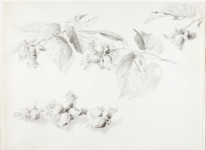 無題（ワイルド・ヘーゼルナッツ、コリウス・アメリカーナ） 作： George Elbert Burr