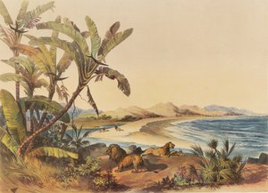 ナタールのウムボティ川河口への旅 作： George French Angas