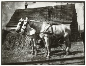 Cruquiusweg の馬 作： George Hendrik Breitner