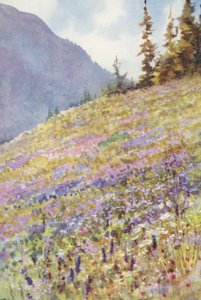 7月初旬、フォルクラーズ峠のカンパニュラ・ロンボイダリスの畑（カラーリトグラフ）