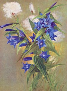 ヤナギリンドウ（G asclepiadea）と高山コットングラス（Eriophorum Scheuchzeri）（カラーリトグラフ） 作： George Jackson Flemwell