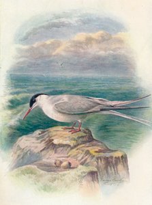 北極アジサシ-Sterna macrura、c1910、1910