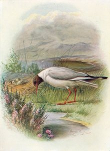 黒頭のカモメ-Larus ridibundus、c1910、1910 作： George James Rankin