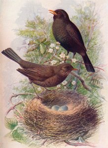 ブラックバード-Turdus merula、c1910、1910 作： George James Rankin