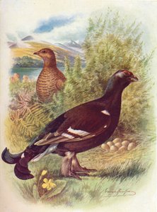 BlackcockまたはBlack-Grouse-Tetrao tetrix、c1910、1910 作： George James Rankin