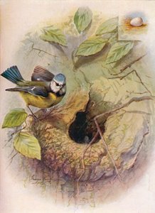 青シジュウカラ-シジュウカラ、c1910、1910 作： George James Rankin