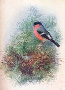 Bullfinch-Pyrrhua europaea、c1910、1910 作： George James Rankin
