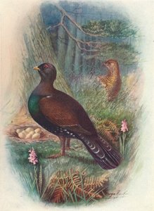 Capercaillie、c1910、1910 作： George James Rankin