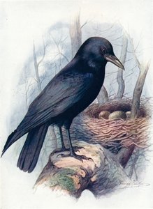 腐肉カラス-うみへびcorone、c1910、1910 作： George James Rankin