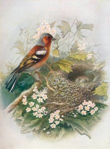 チャットフィンチ-お気に入りの学士号、c1910、1910 作： George James Rankin