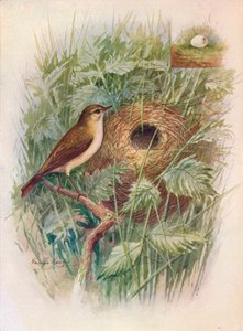 Chiff-Chaff-Phylloscopus rufus、c1910、1910 作： George James Rankin