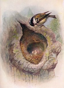 炭水化物-パラスアター、1910年、1910年 作： George James Rankin