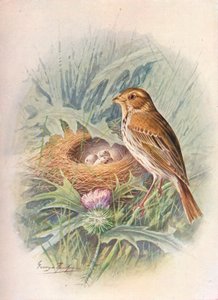 トウモロコシバンティング-Emberiza miliaria、c1910、1910 作： George James Rankin