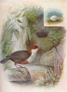 北斗七星または水-Ousel-Cinclus aquaticus、c1910、1910 作： George James Rankin