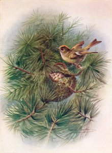 Goldcrest-Regulus cristatus、c1910、1910 作： George James Rankin