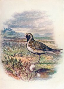 ゴールデンプロバー-Charadrius pluvialis、c1910、1910 作： George James Rankin