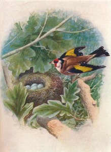 ゴールドフィンチ-Carduelis elegans、c1910、1910 作： George James Rankin