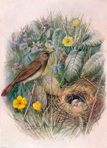 グラスホッパーワーブラー-Locustella naevia、c1910、1910 作： George James Rankin