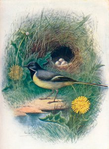 ハクセキレイ-Motacilla melanope、c1910、1910 作： George James Rankin