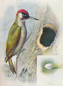 緑のキツツキ-Gecinus viridis、c1910、1910 作： George James Rankin