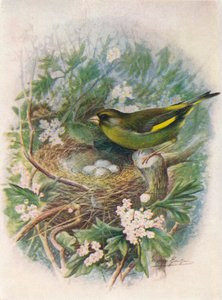 Greenfinch-Ligurinus chloris、c1910、1910 作： George James Rankin