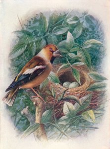 ホーフィンチ-Coccothraustes vulgaris、c1910、1910 作： George James Rankin