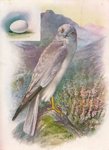 ヘンハリアー-Circus cyaneus、c1910、1910 作： George James Rankin