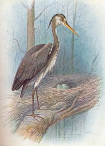 ヘロン-Ardea cinerea、c1910、1910 作： George James Rankin