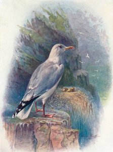 ニシンのカモメ-Larus argentatus、c1910、1910 作： George James Rankin