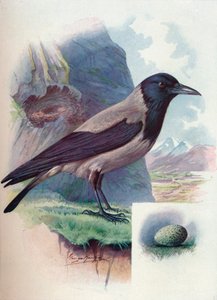 フード付きのカラス-うみへびcornix、c1910、1910 作： George James Rankin