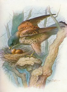 ケストレル-Falco Tinnunculus、C1910、1910 作： George James Rankin