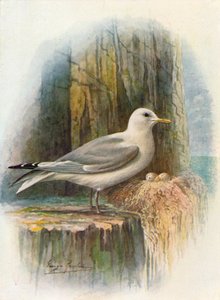 Kittiwake-Rissa tridactyla、c1910、1910 作： George James Rankin