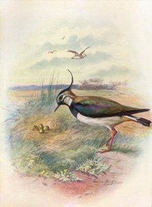 LapwingまたはPeewit-Vnellus vulgaris、c1910、1910 作： George James Rankin