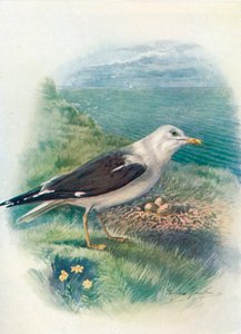 レッサーブラックバックカモメ-Larus fuscus、c1910、1910 作： George James Rankin
