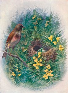 リネット-リノタカンナビナ、c1910、1910 作： George James Rankin