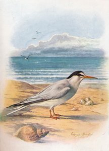 リトルターン-Sterna minuta、c1910、1910 作： George James Rankin