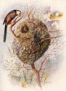 ロングテールシジュウカラ-Acredula caudata、c1910、1910