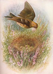 メドウピピットまたはティトラーク-Anthus pratensis、c1910、1910 作： George James Rankin