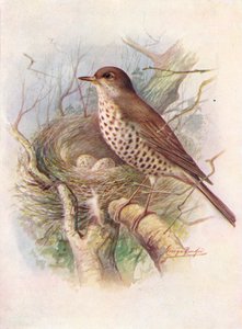 ミスルスラッシュ-Turdus viscivorus、c1910、1910 作： George James Rankin
