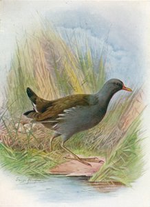 MoorhenまたはWaterhen-Gallinula chloropus、c1910、1910 作： George James Rankin