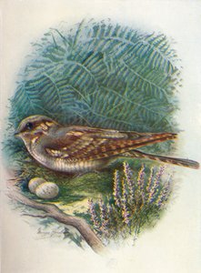 ナイトジャーまたはヤギ吸盤-Caprimulgus europaeus、c1910、1910 作： George James Rankin