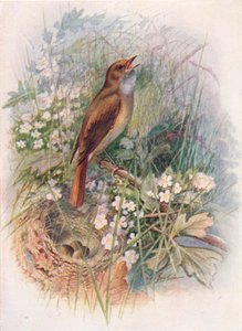 ナイチンゲール-Daulias luscinia、c1910、1910 作： George James Rankin