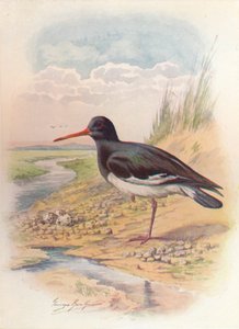 オイスターキャッチャー-Haematopus ostralegus、c1910、1910 作： George James Rankin