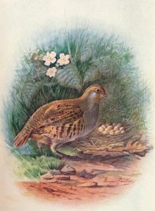 パートリッジ-Perdix cinerea、c1910、1910 作： George James Rankin